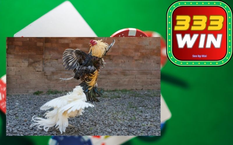 Tìm hiểu về Đá gà cựa sắt 333win